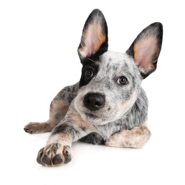 Avustralya sığır köpek yavrusu beyaz arka planda yatıyor.