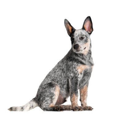 Avustralya sığır köpek yavrusu beyaz arka planda oturuyor