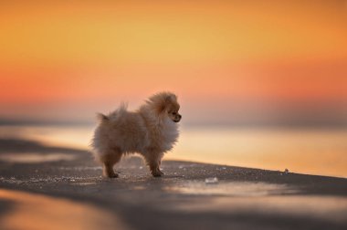 Kırmızı Pomeranya köpek yavrusu gün batımında sahilde poz veriyor.