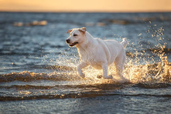 Szczęśliwy Pies Labrador Biegający Morzu Zachodzie Słońca — Zdjęcie stockowe