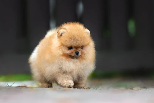 Malé Pomeranian Sliny Štěně Chůze Venku — Stock fotografie