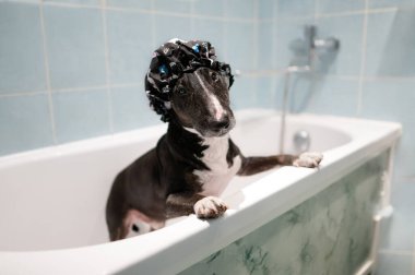 Duş şapkalı bir köpek yıkanmaya hazır bir küvette duruyor.