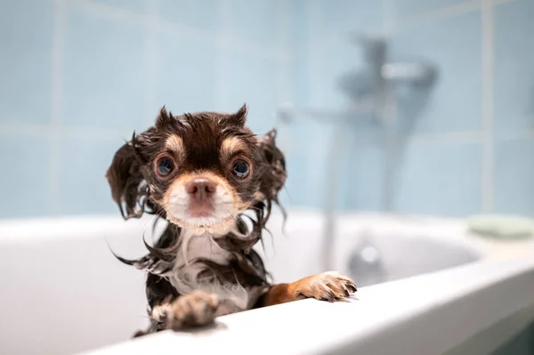 Grappig Nat Chihuahua Hond Poseren Een Bad — Stockfoto