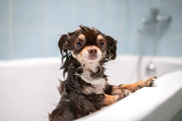 Grappig Nat Chihuahua Staan Een Bad — Stockfoto