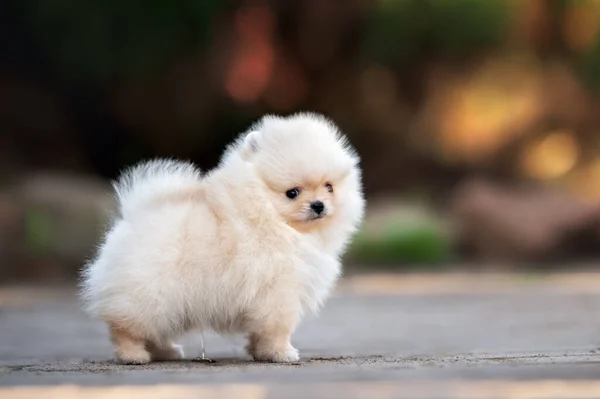 Legrační Pomeranian Spitz Puppy Močení Venku — Stock fotografie