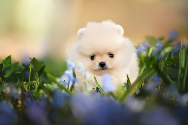 Cream Pomeranian Spitz Puppy Portrait Grass Snowdrops — Stock Photo, Image