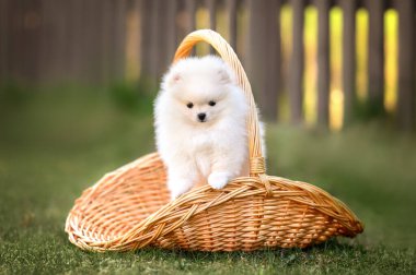 İlkbaharda açık bir sepetin içinde duran kremalı Pomeranya köpekleri.