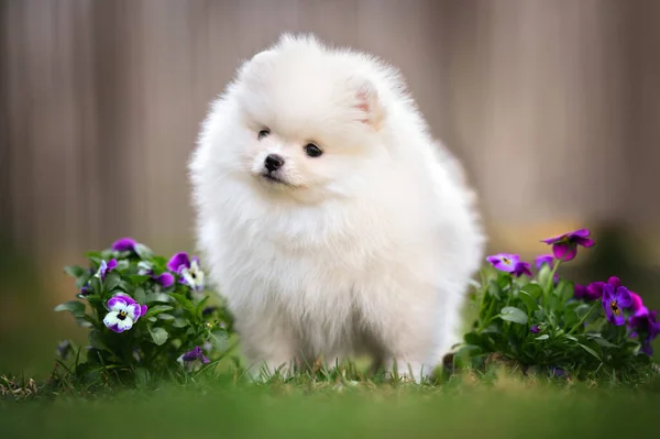 Crème Pomeranian Spitz Puppy Poseren Buiten Het Voorjaar — Stockfoto