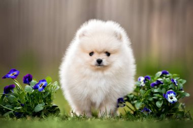 Pomeranian tükürük köpeği dışarıda çiçeklerle poz veriyor.