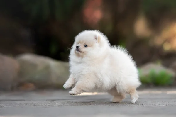 Feliz Pomeranian Spitz Filhote Cachorro Jogando Pulando Livre — Fotografia de Stock