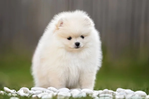 Pomeranya Tükürük Köpeği Baharda Çimenlerde Oturuyor — Stok fotoğraf