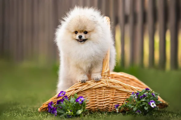 Feliz Esponjoso Escupe Cachorro Posando Una Cesta Con Flores Aire — Foto de Stock