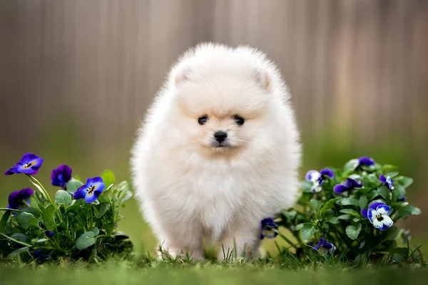 Pomerániai Spitz Kiskutya Pózol Virágokkal Szabadban — Stock Fotó