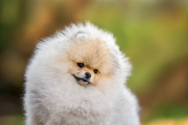 Zblízka Portrét Pomeranian Spitz Štěně Venku Létě — Stock fotografie