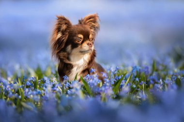 Mavi kardelen tarlasında oturan chihuahua köpeği.