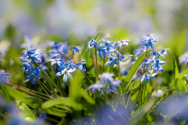 Açık havada güneş ışığında mavi kardamlalarını kapatın.