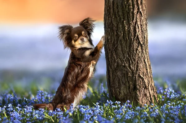 brown chihuahua dog doing tricks outdoors, standing with paws on a tree