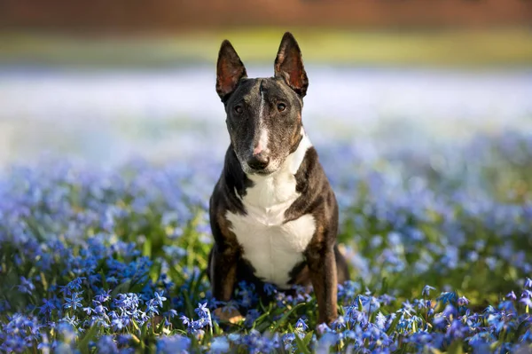 Miniaturowy Byczy Pies Terier Siedzi Zewnątrz Polu Kwitnących Niebieskich Kropli — Zdjęcie stockowe