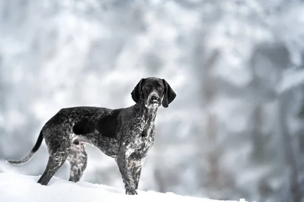 Young Mixed Breed Puppy Walking Outdoors Winter — Stock Photo, Image