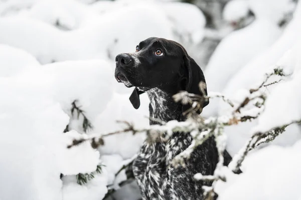 Ung Grå Hund Porträtt Snön — Stockfoto