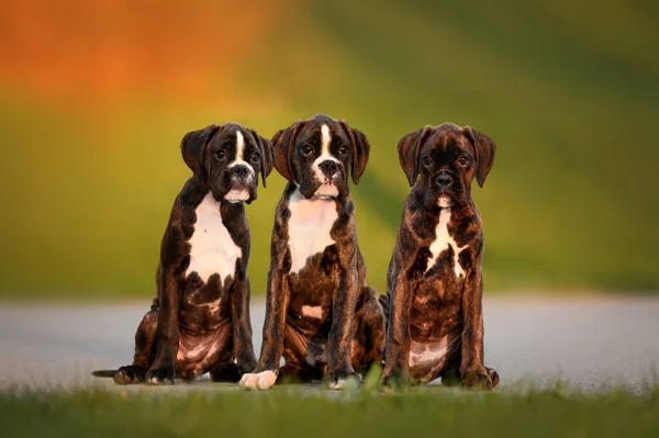 Three Brindle German Boxer Puppies Sitting Together Park Sunset — Stock Photo, Image