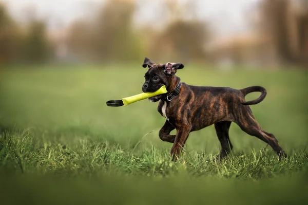 Cachorro Boxeador Alemán Buscar Juguete Aire Libre — Foto de Stock