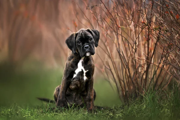 Alman boksör köpek yavrusu dışarıda poz veriyor.