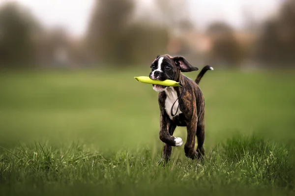 Puppy Boxer Feliz Buscar Brinquedo Campo — Fotografia de Stock