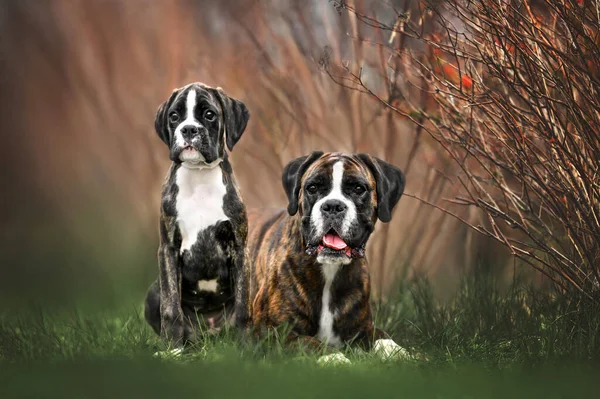 Duits Bokser Hond Haar Puppy Samen Poseren Buiten — Stockfoto