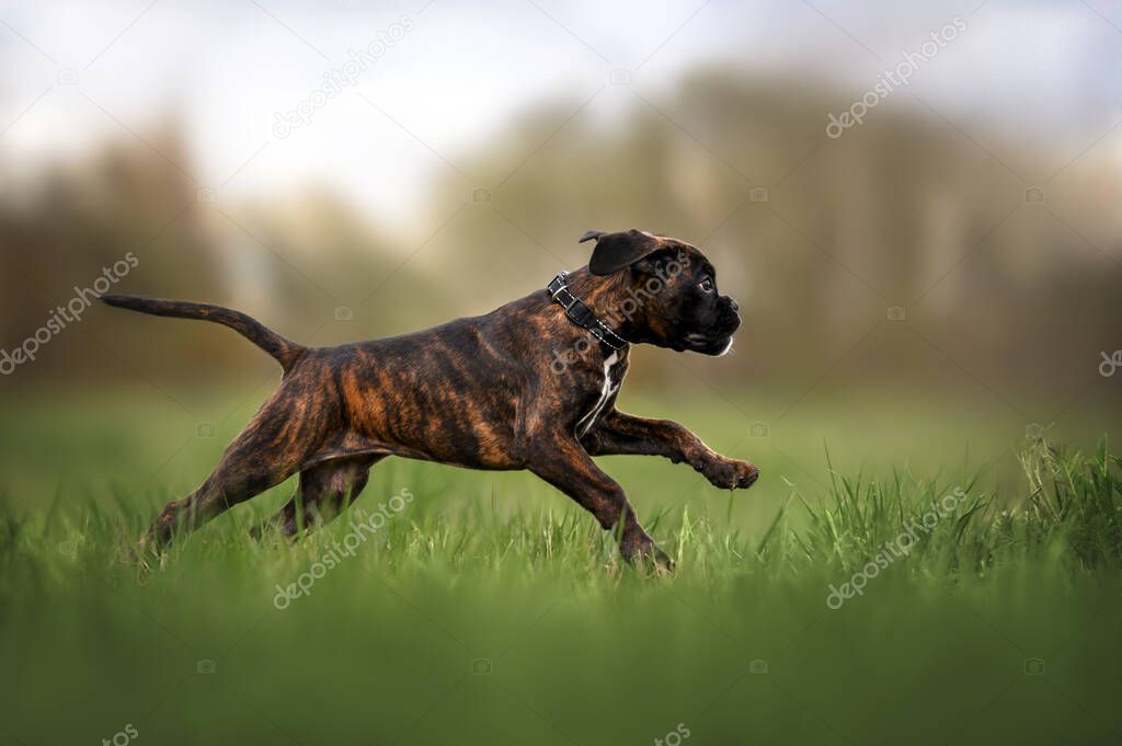 german boxer puppy running on a field outdoors in summer