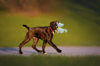 Alman boksör köpek yavrusu ağzında yumuşak bir oyuncakla yürüyor.