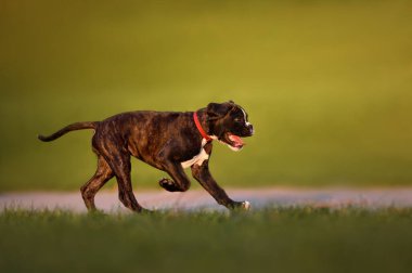 Parkta koşan mutlu Alman boksör köpek yavrusu