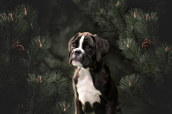 Young German Boxer Puppy Portrait Close Pine Tree — Stock Photo, Image