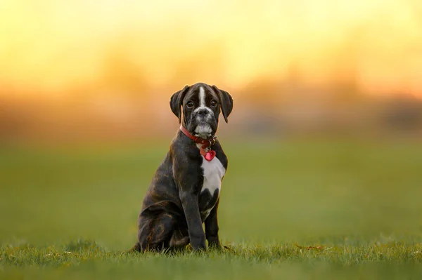 Puppy Boxer Alemão Posando Colarinho Vermelho Tag Livre Pôr Sol — Fotografia de Stock