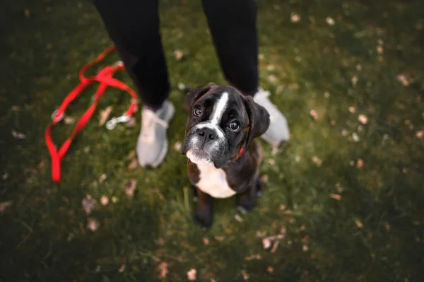 German Boxer Puppy Sitting Owner Legs Top View Portrait — Stock Photo, Image