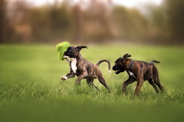İki boksör köpek yavrusu yazın dışarıda koşup oynuyorlar.