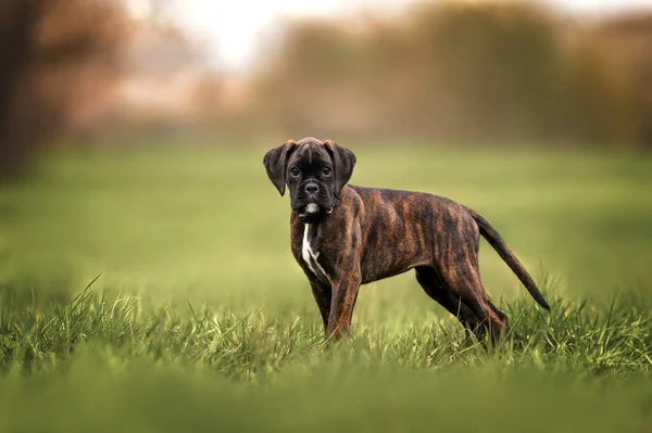 Duitse Bokser Puppy Staat Zomer Een Veld — Stockfoto