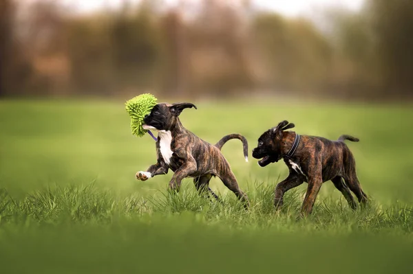 Dois Puppies Boxer Correndo Brincando Juntos Livre Verão — Fotografia de Stock