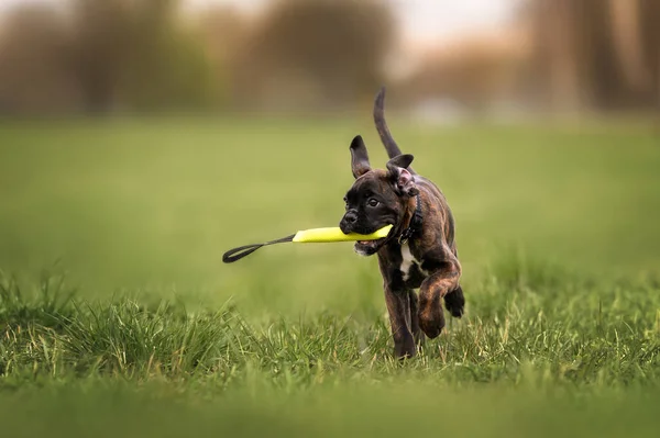 Happy Boxer Puppy Playing Toy Field Outdoors — Stock Photo, Image