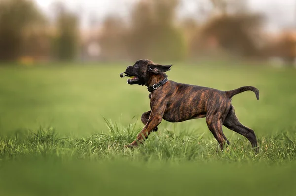 Cachorro Boxer Feliz Correndo Campo Verão — Fotografia de Stock