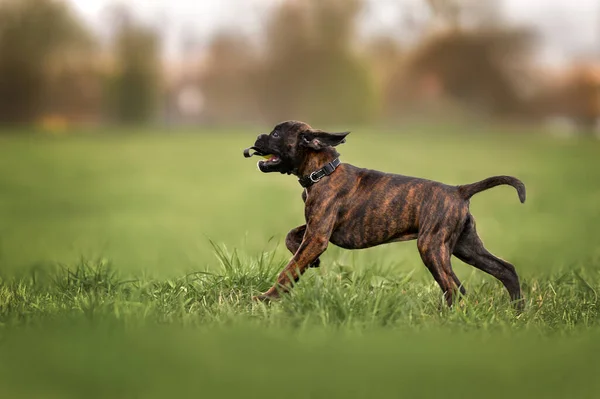 Gelukkige Bokser Puppy Loopt Een Veld Zomer — Stockfoto