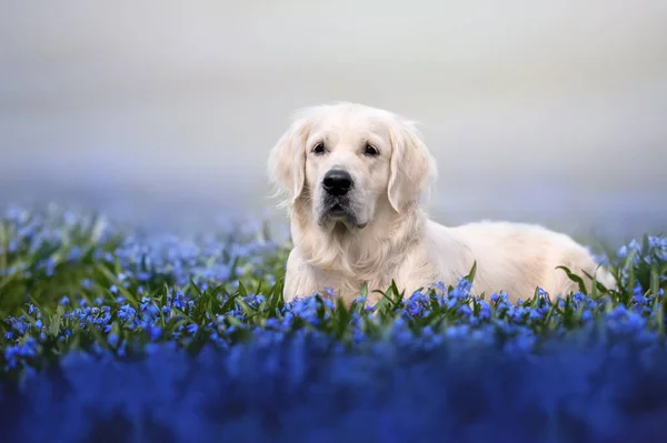 Golden Retriever Pies Leżący Polu Niebieskich Kwiatów Lecie — Zdjęcie stockowe