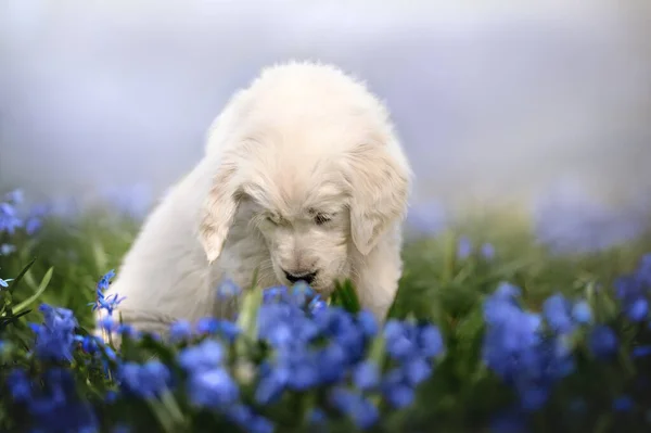 可爱的金毛猎犬嗅着田野里的花朵 — 图库照片