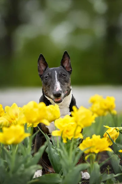 Felice Toro Terrier Cane Seduto All Aperto Tulipani Gialli Fiore — Foto Stock