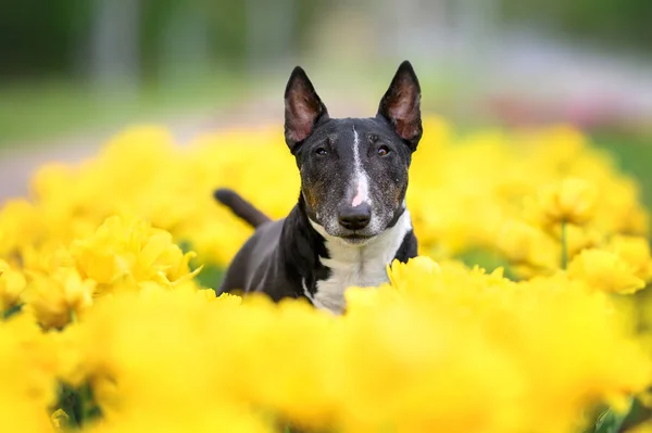 Черный Английский Портрет Собаки Бультерьера Желтых Тюльпанах Летом Открытом Воздухе — стоковое фото