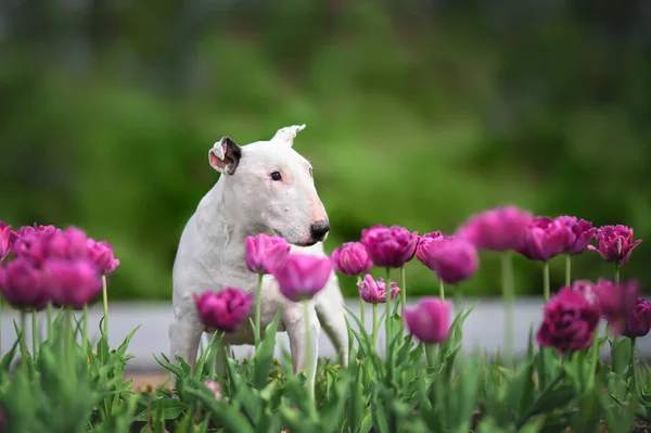 Γέρικο Λευκό Τεριέ Ταύρων Που Ποζάρουν Εξωτερικούς Χώρους Ανθισμένα Λουλούδια — Φωτογραφία Αρχείου
