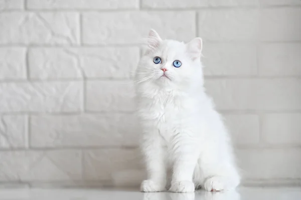 Gatito Blanco Esponjoso Con Ojos Azules Posando Interior —  Fotos de Stock