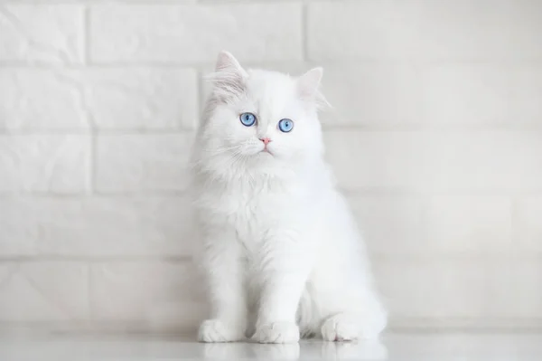 Mooi Pluizig Schots Rechte Kitten Met Blauwe Ogen Poseren Binnen — Stockfoto