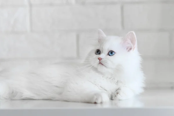 Gatito Blanco Esponjoso Con Ojos Azules Brillantes Retrato Interior —  Fotos de Stock