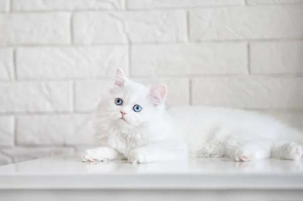 Wit Pluizig Kitten Met Blauwe Ogen Liggend Binnen — Stockfoto